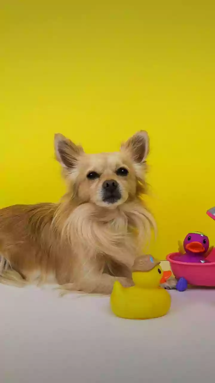 7 Adorable Pocket-Sized Pups: Your Perfect Companions for Small Spaces!