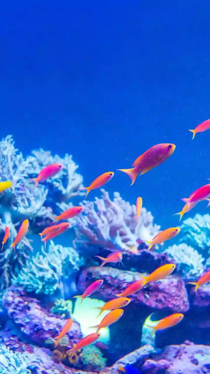 Why Thermally Tolerant Corals Are Key To Stopping Mass Marine Bleaching In Reefs