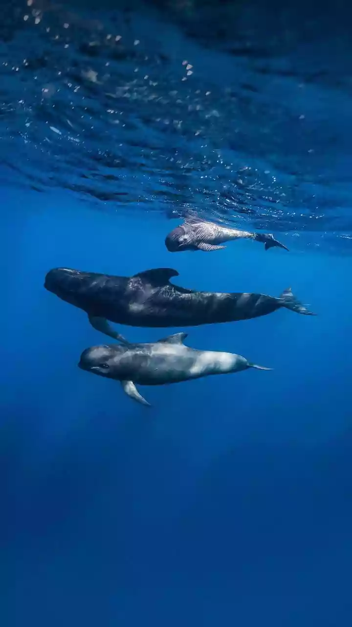 Cemitério de baleias? Centenas de carcaças são encontradas juntas no fundo do oceano