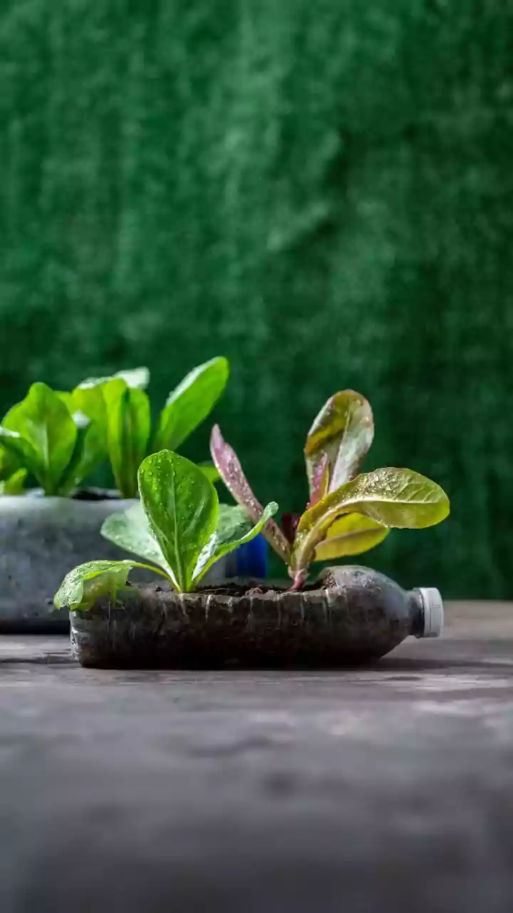 9 Terrifyingly Terrific Carnivorous Plants That Defy Nature's Norms