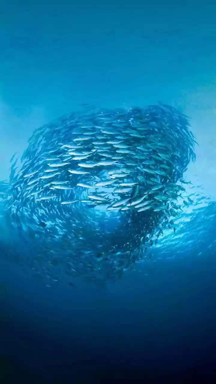 What Blue Bonds Mean For India's Sustainable Finance Market