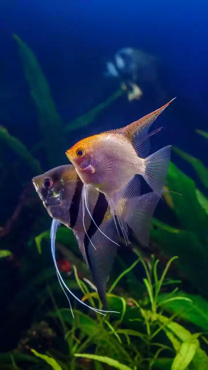 5 Aquarium Fish That Need Room to Thrive