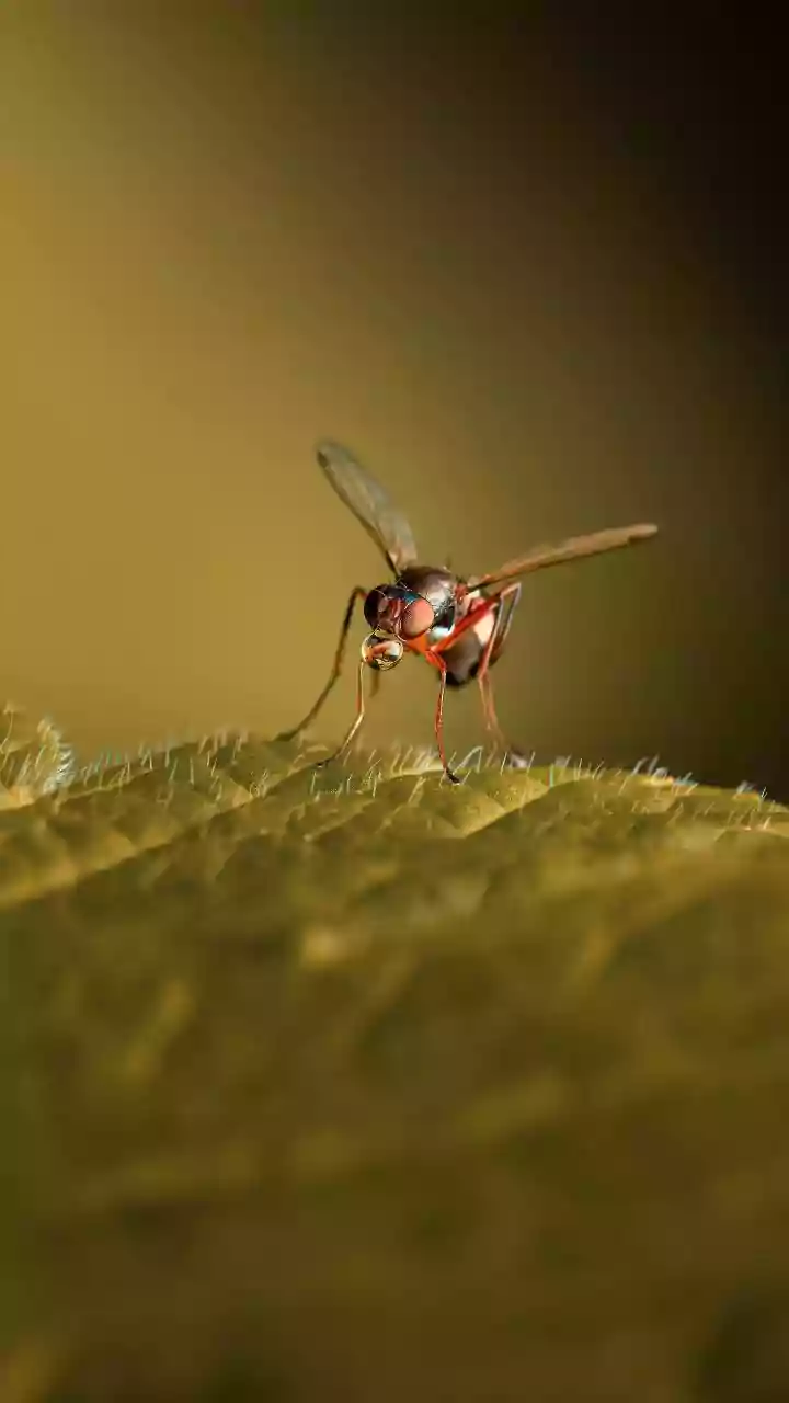 Bactéria do cheiro de terra molhada pode ajudar a controlar insetos