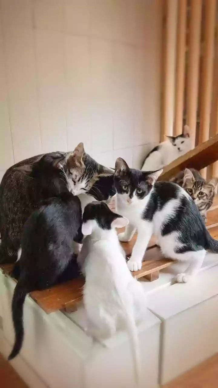 How to eliminate space aggression during second rescue cat introductions via behavioral steps