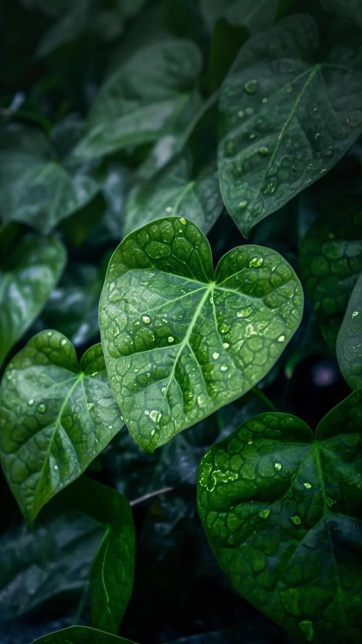 Green Island Rain Makes Romance Feel Wild