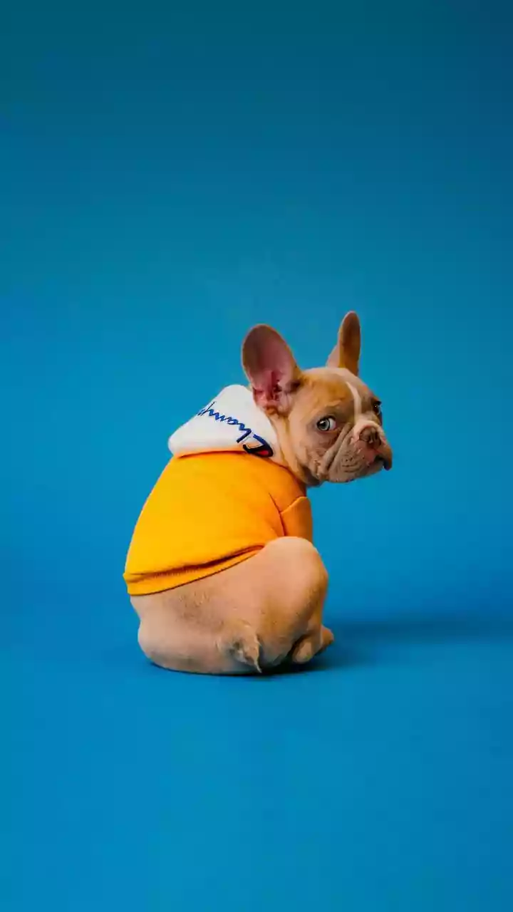 Creative Pet Vlogs Share Neon Waterproof Raincoat Try On Sessions