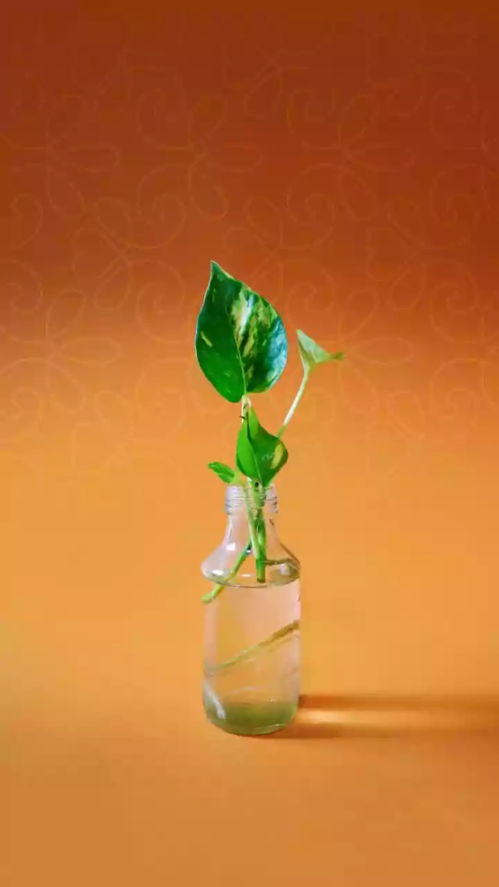 Minimal Workspace Style Guide: Money Plants Propagating Amber Vials