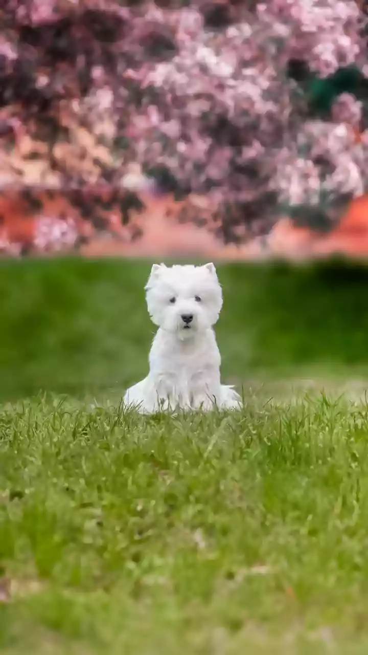 India’s Pet Parents Are Shopping Big Online