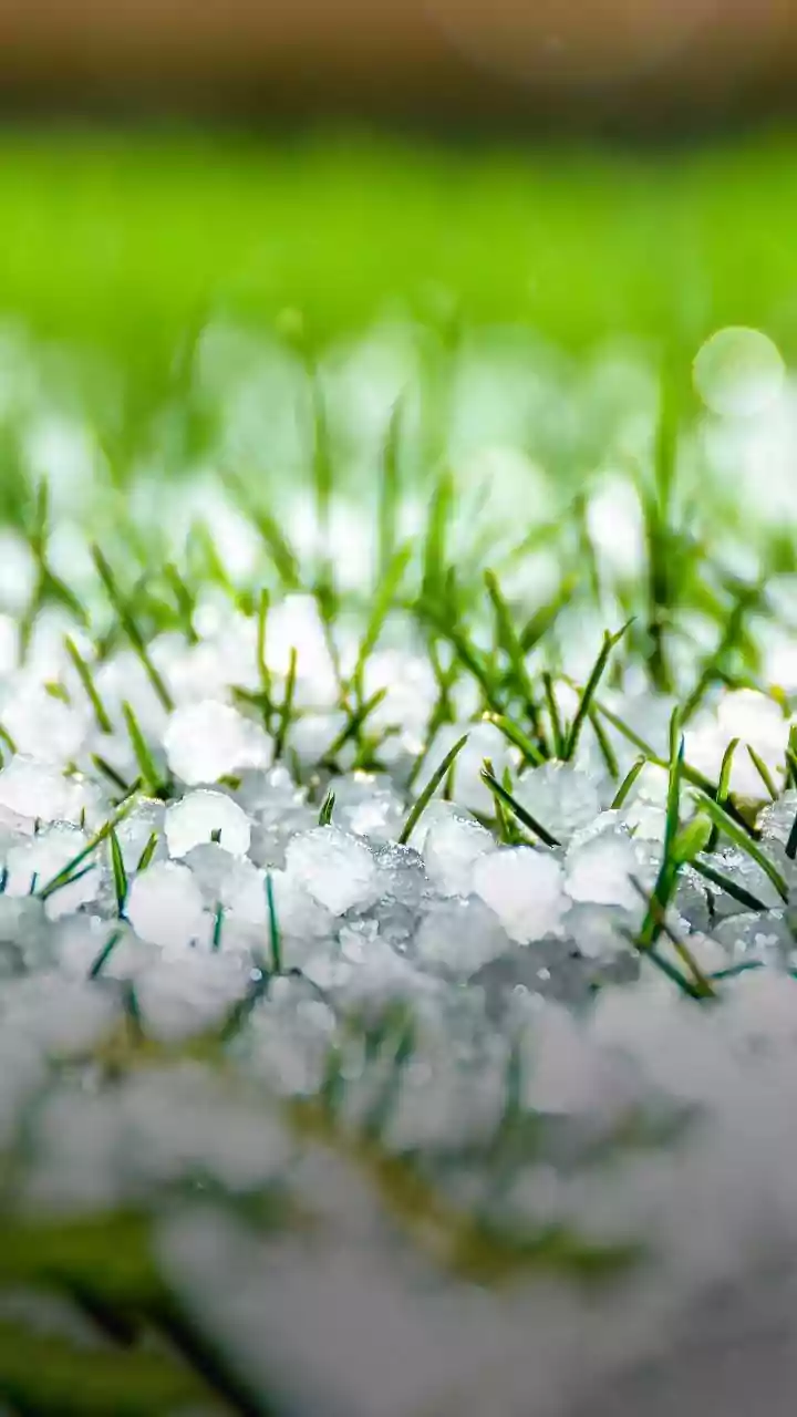 Hailstorms Cause Crop Damage in Jammu and Kashmir Constituencies