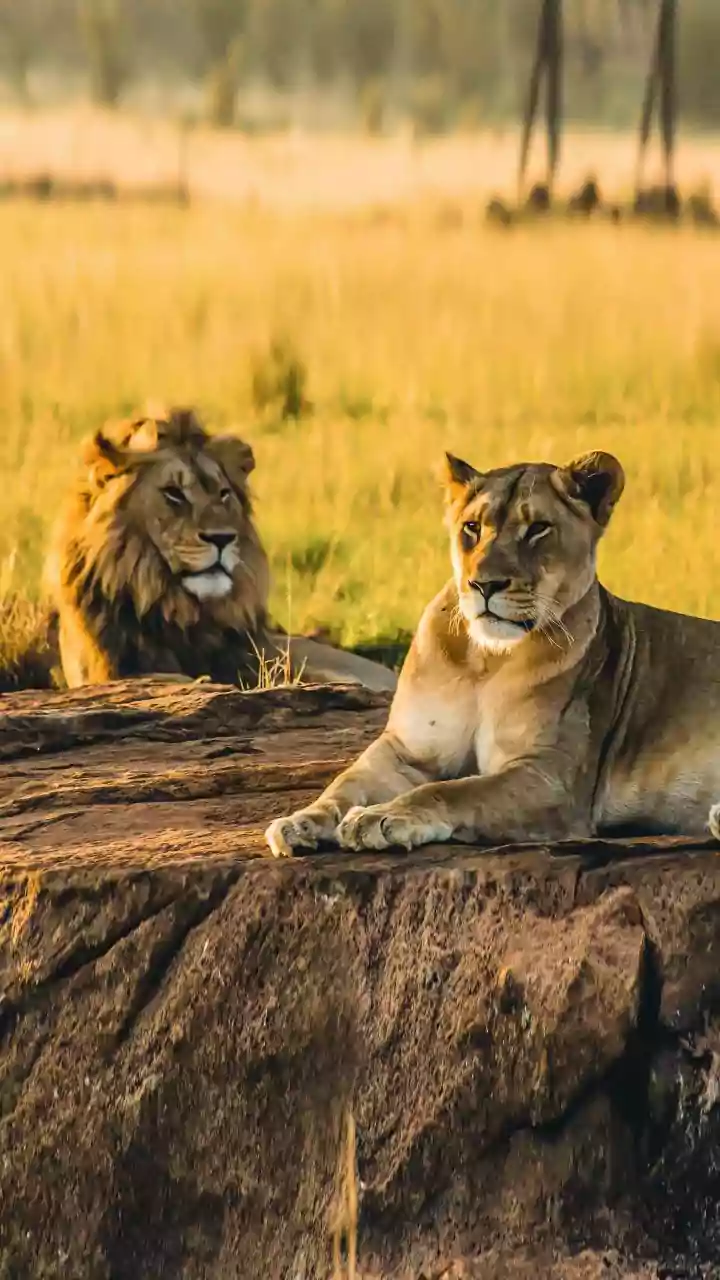 A New Wildlife Destination? Gujarat's Barda Sanctuary Now Has 17 Asiatic Lions