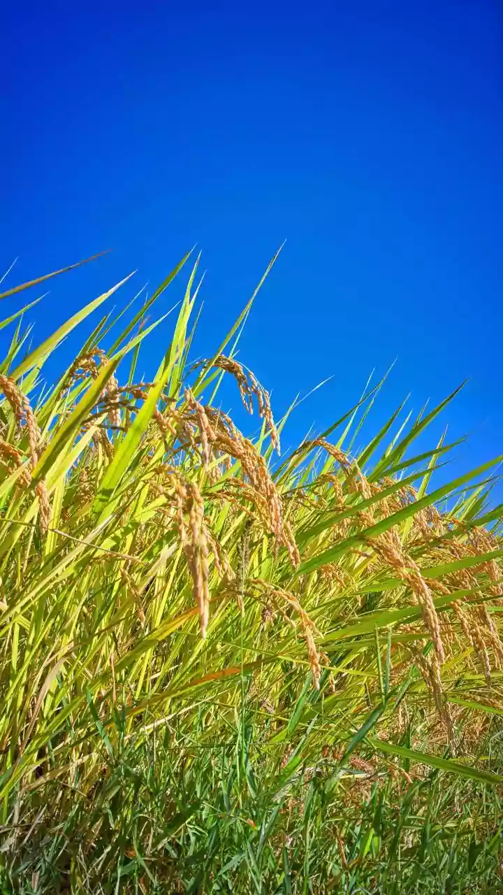 The August Sowing Window Puts Local Rainfall in Focus
