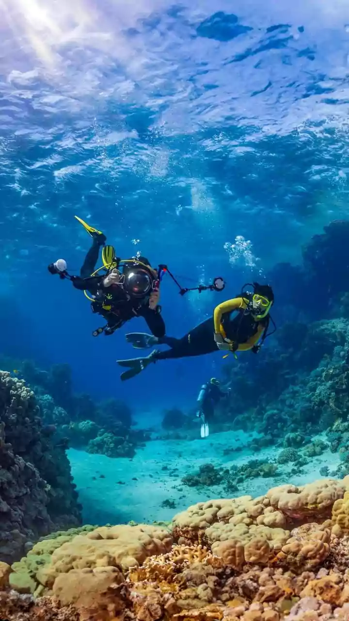 How Marine Scientists Use Genetic Marker Research To Spot Heat Resilient Corals Faster