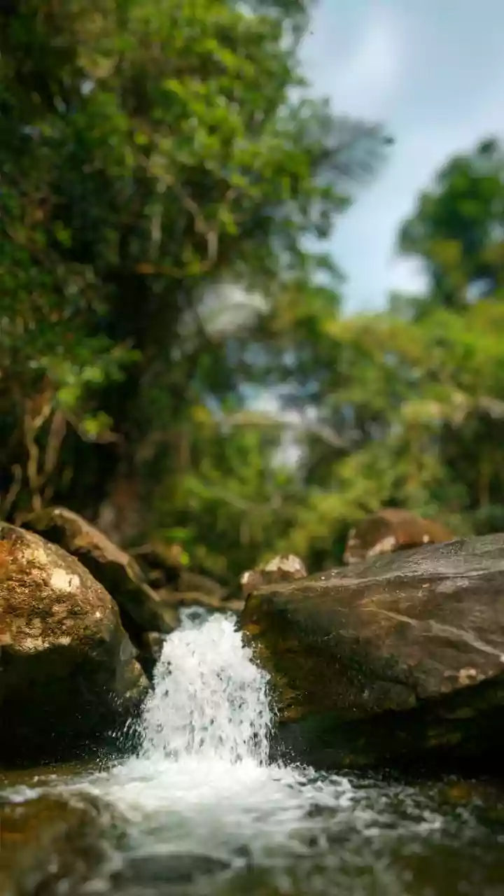 How To Experience Rainforest Photography On Road Trips From Bangalore To Agumbe