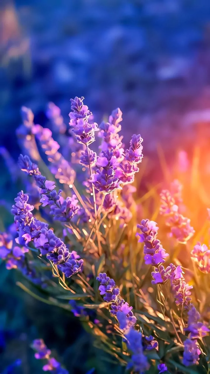 Rare Neelakurinji Flowers Face Pressure From Crowds and Habitat Disturbance