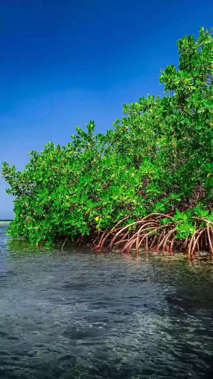 Coastal Ecosystems Are Valuable Carbon Assets, but Erosion Can Change Them