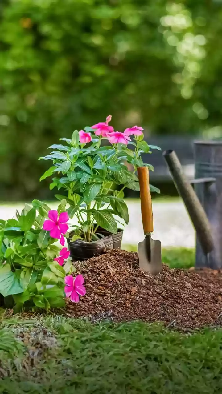 5 organic mulches for container plants