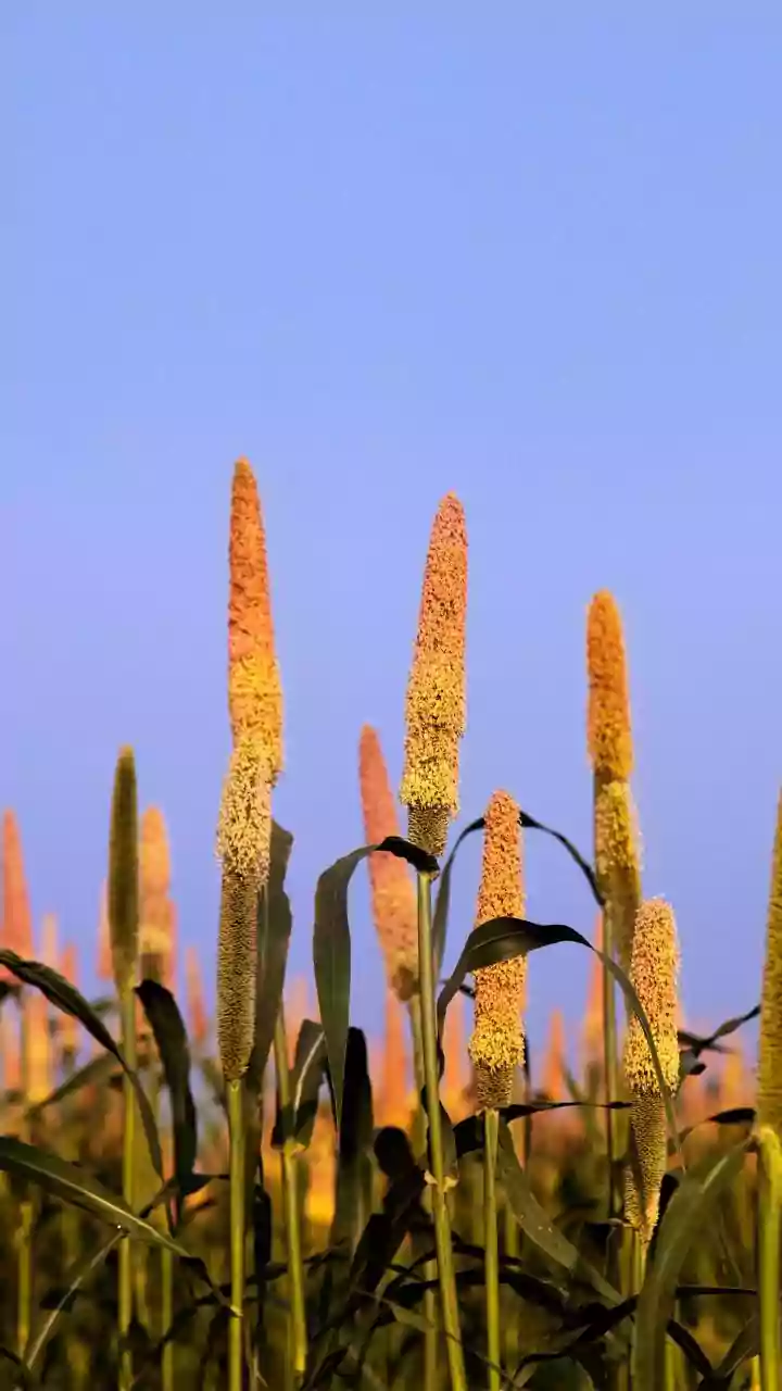 Sorghum: The Resilient African Grain Powering Nutrition and Sustainability