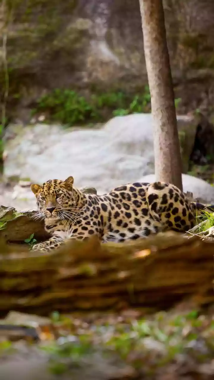 India launches plan to save clouded leopards across northeast landscapes