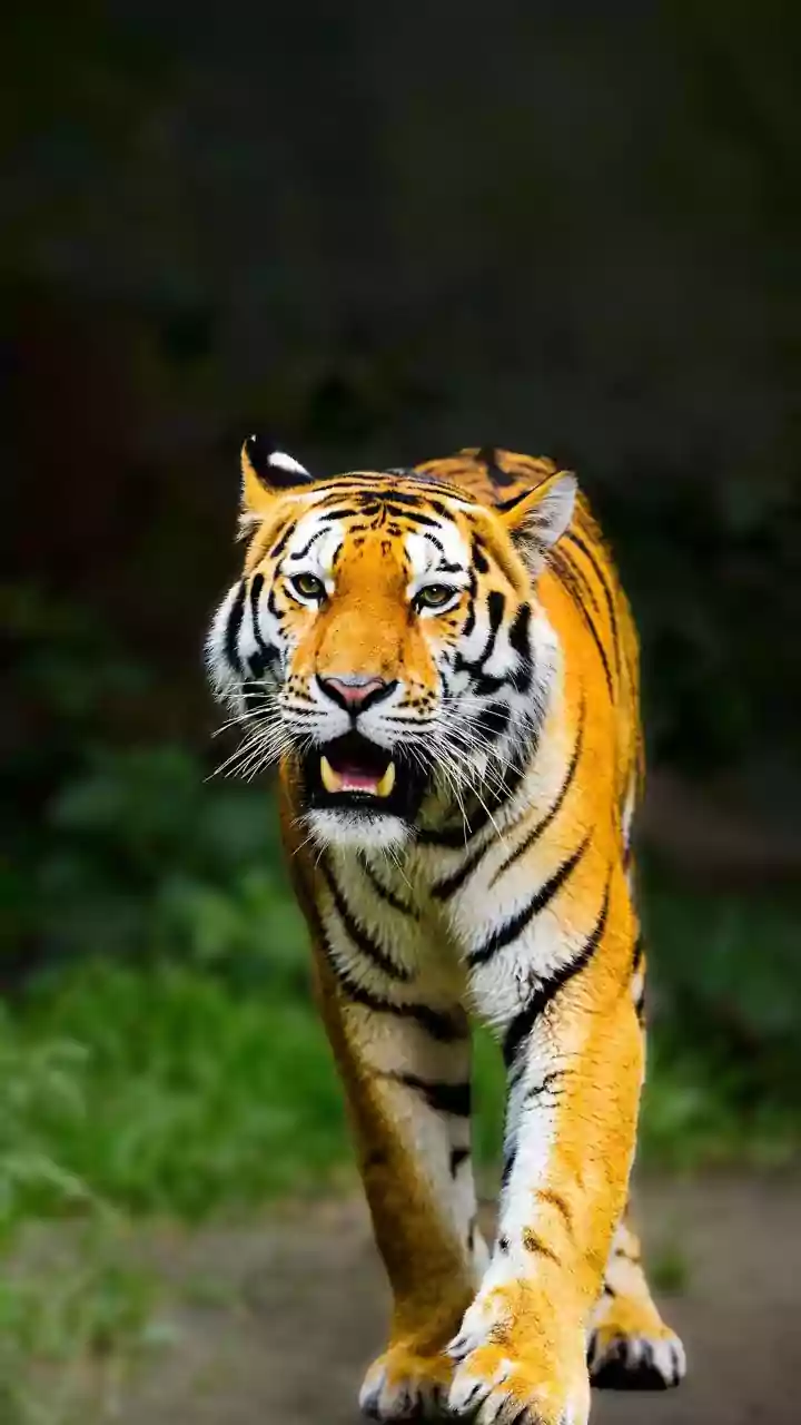 Unveiling India's Tiger Havens: 5 Gates for Thrilling Safaris