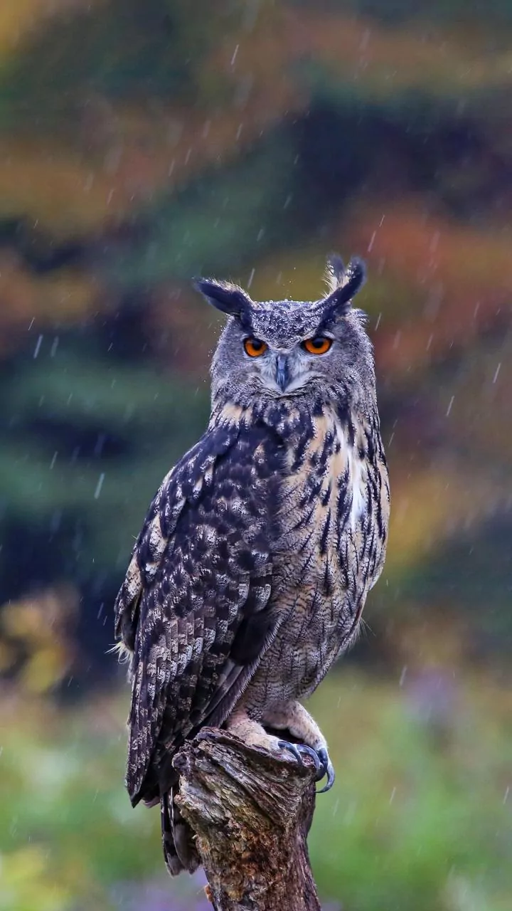 Changing Rainfall Patterns Raise Fresh Questions About India's Forest Future
