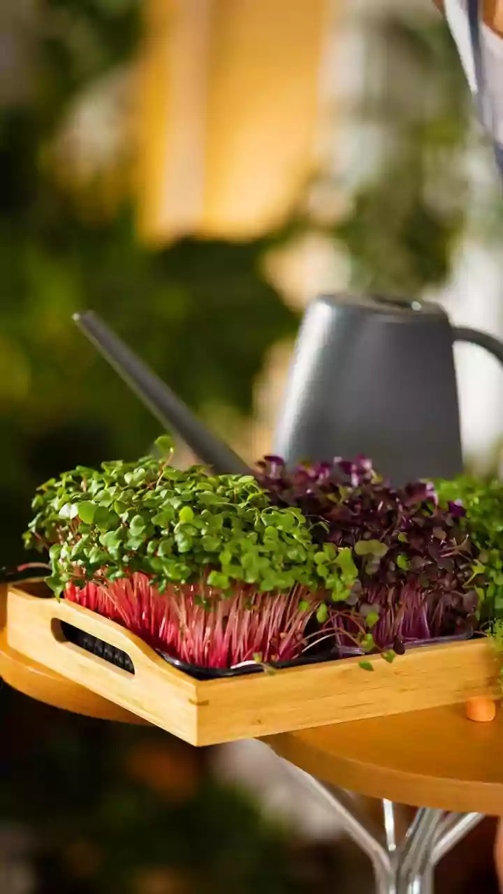 How AI helps your plants grow healthy