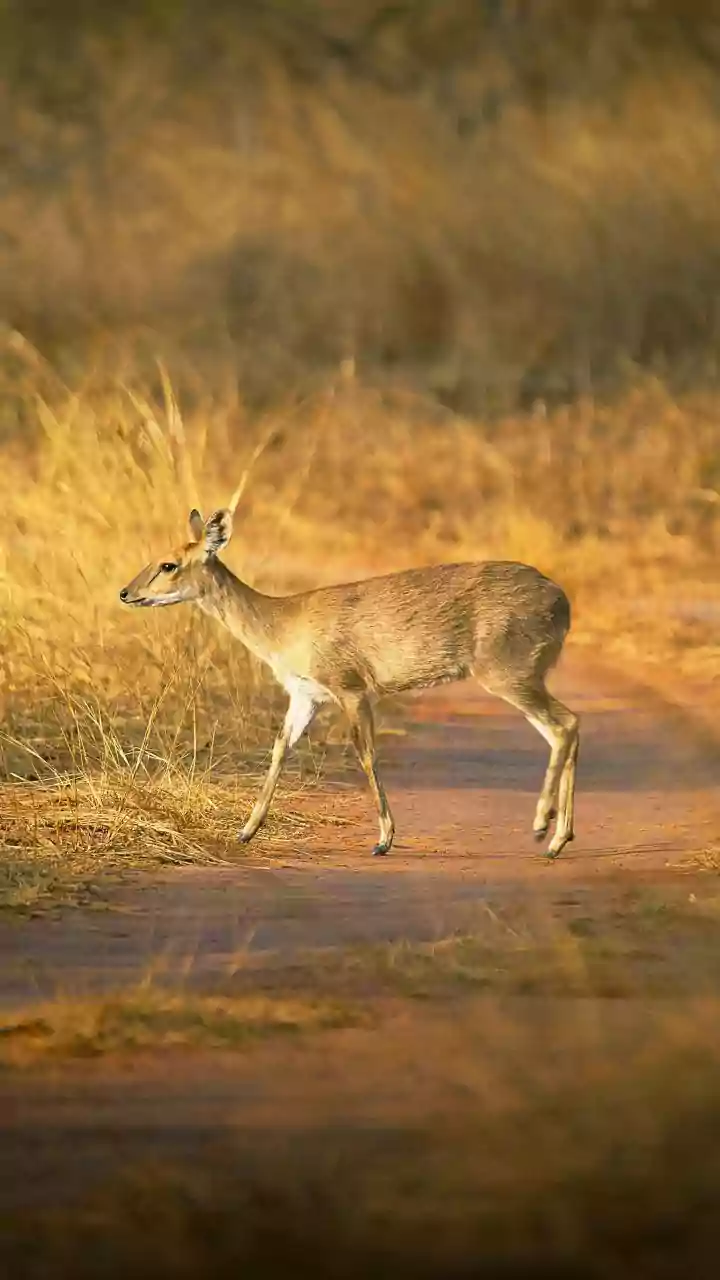 Ranthambore's 40,000-Registration Rush: A Reader Guide To Flexible Safari Dates