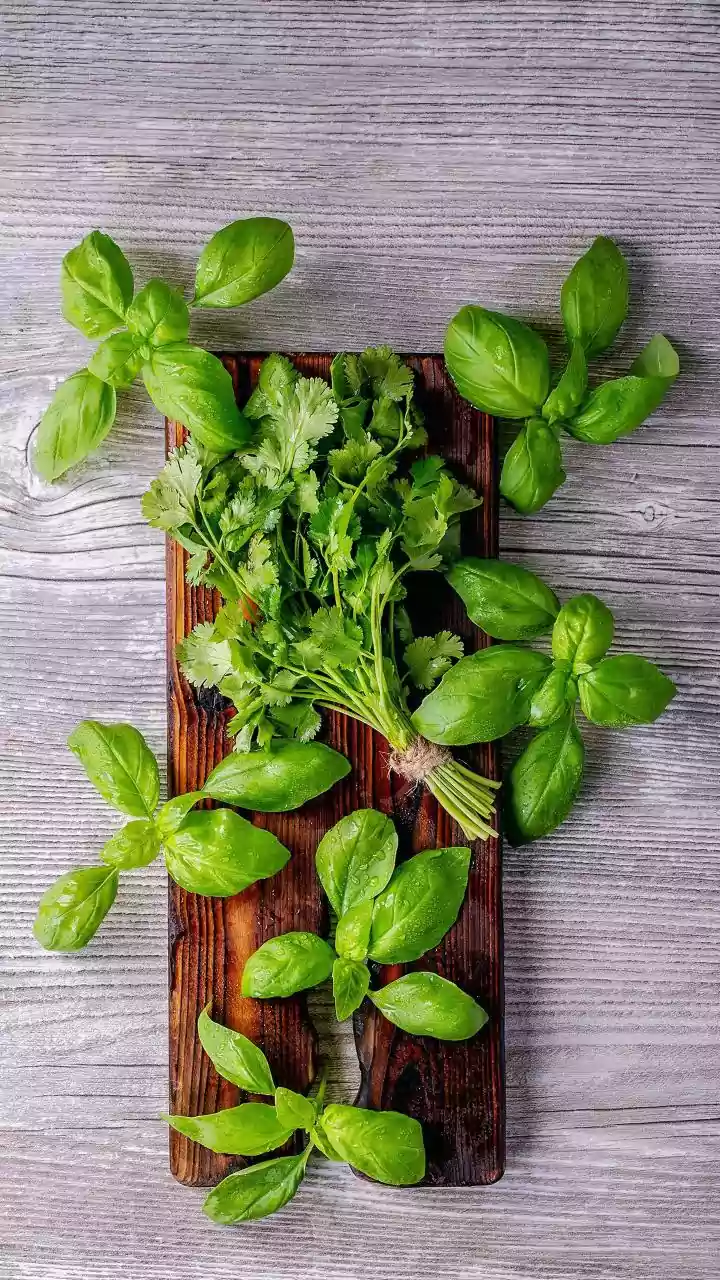 Urban Balcony Herb Garden Secrets: Fresh Basil Mint Curry Leaves Today