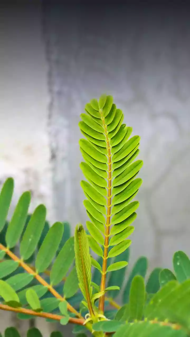 How to prune indoor ferns