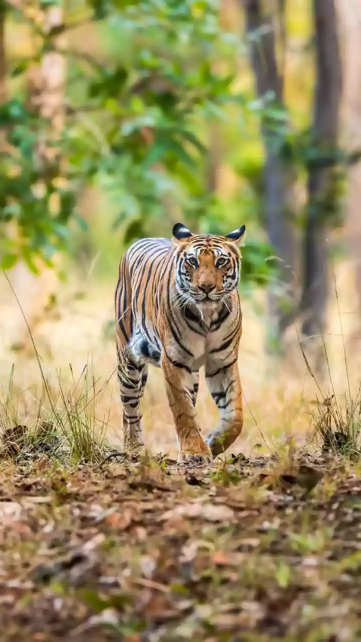 MP News: Tiger Found Dead At Bandhavgarh Tiger Reserve; Electrocution Suspected