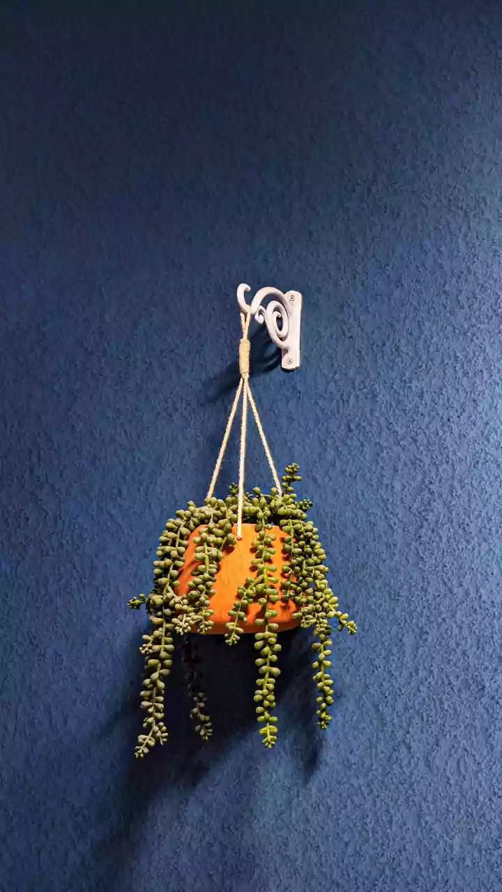 Vibrant String Of Pearls Succulents Offer The Ultimate Balcony Upgrade