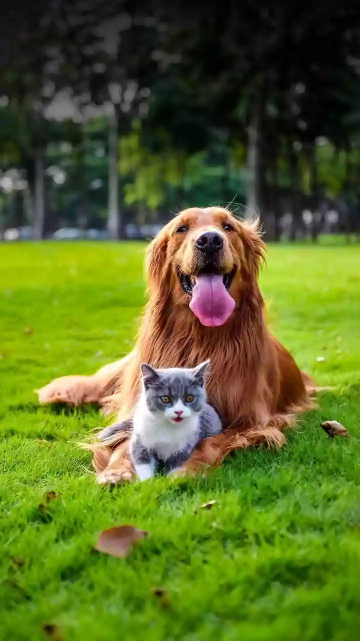 Jaipur's Mega Pet Carnival Connects Registration with Vaccination Support