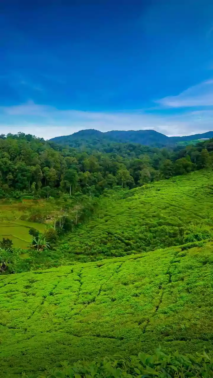 Kerala's Search for a State Bacterium: A New Scientific Frontier