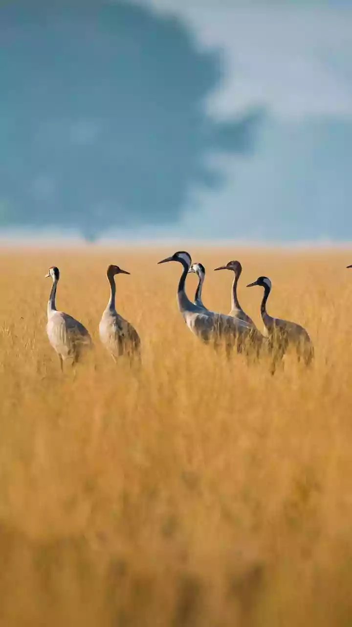 Discover the Wings of Winter: Exploring India’s Wildlife Sanctuaries and Bird-Watching Havens
