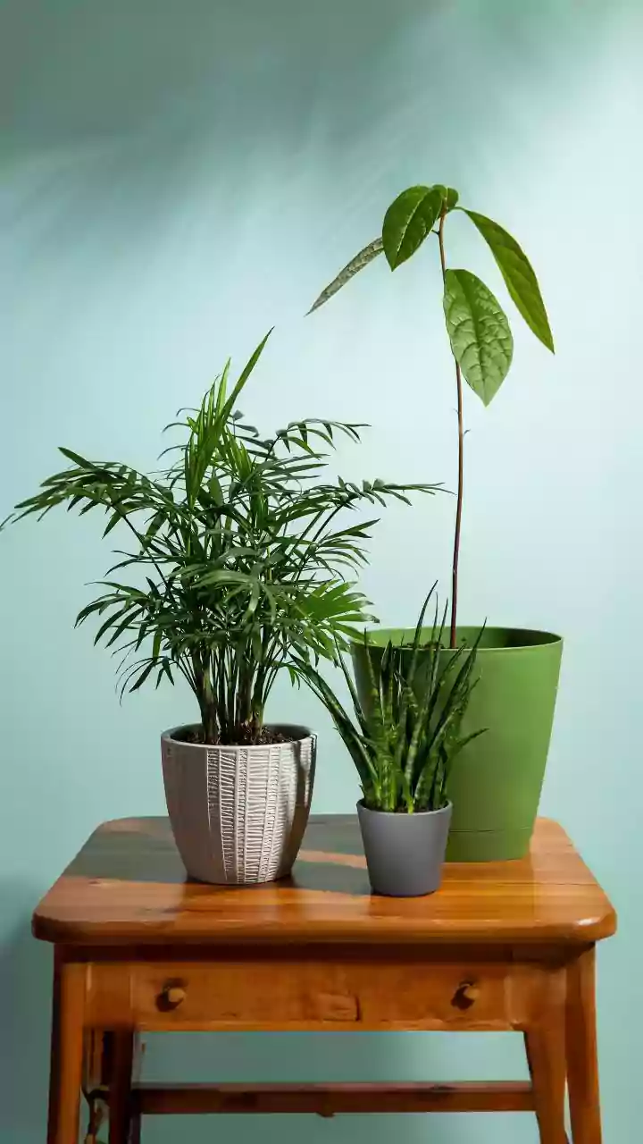 Everyday Greens For Home Decor — Why Plants Cannot Replace Proper Ventilation