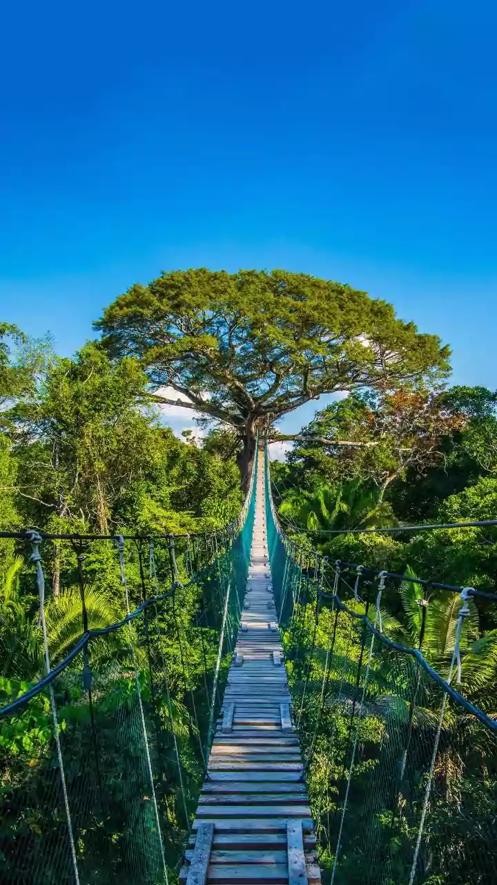 Ecotourism Policy Impact: How State Tourism Boards Promote Rural And Forest Destinations