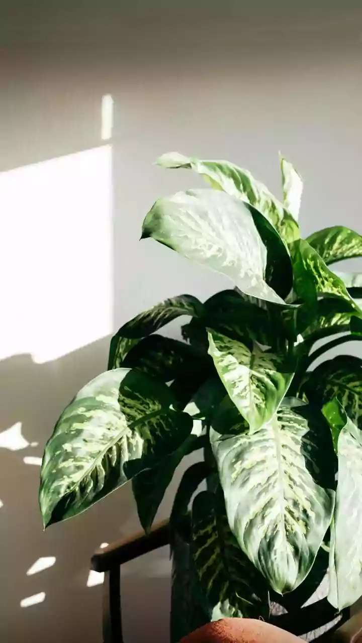 Winter Houseplant SOS: Expert Tips for Thriving Indoors!
