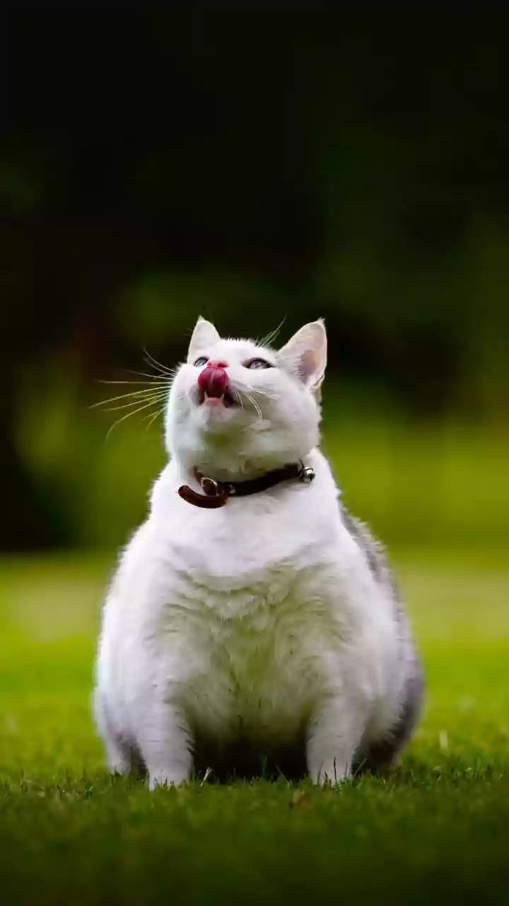 Is your cat or dog overweight? Why simply feeding less doesn’t always help