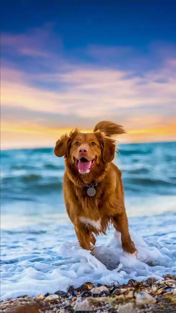 Why Setting Play Boundaries In Apartment Dog Parks Keeps Pets And Neighbors Happy