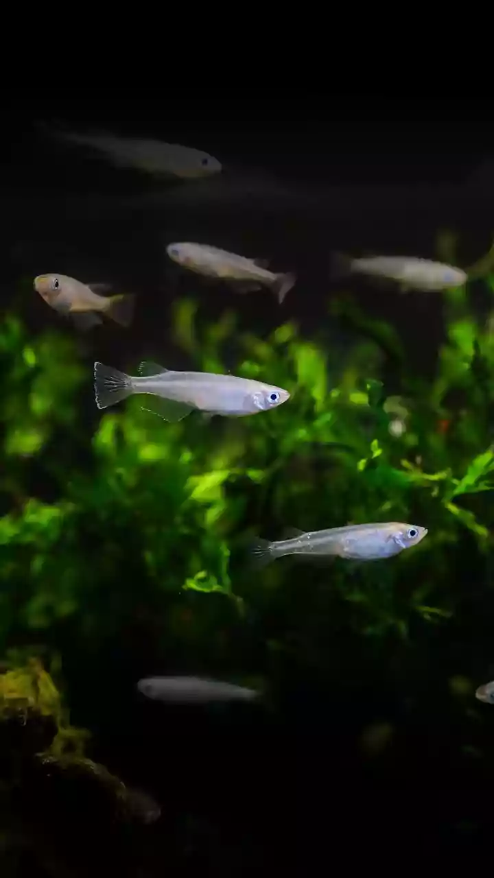 Poecilia formosa: O Peixe Raro Que Se Clona e Desafia a Biologia Evolutiva
