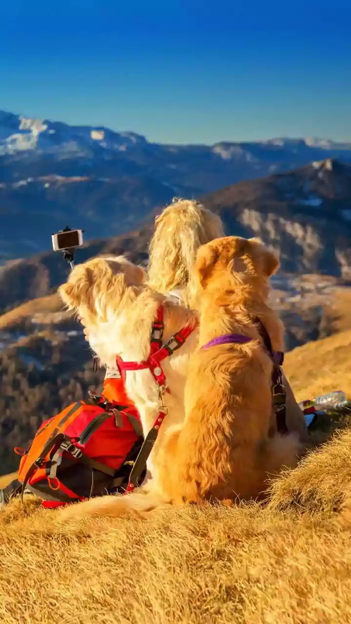 Dogs Are Quietly Becoming Travel Influencers At Home