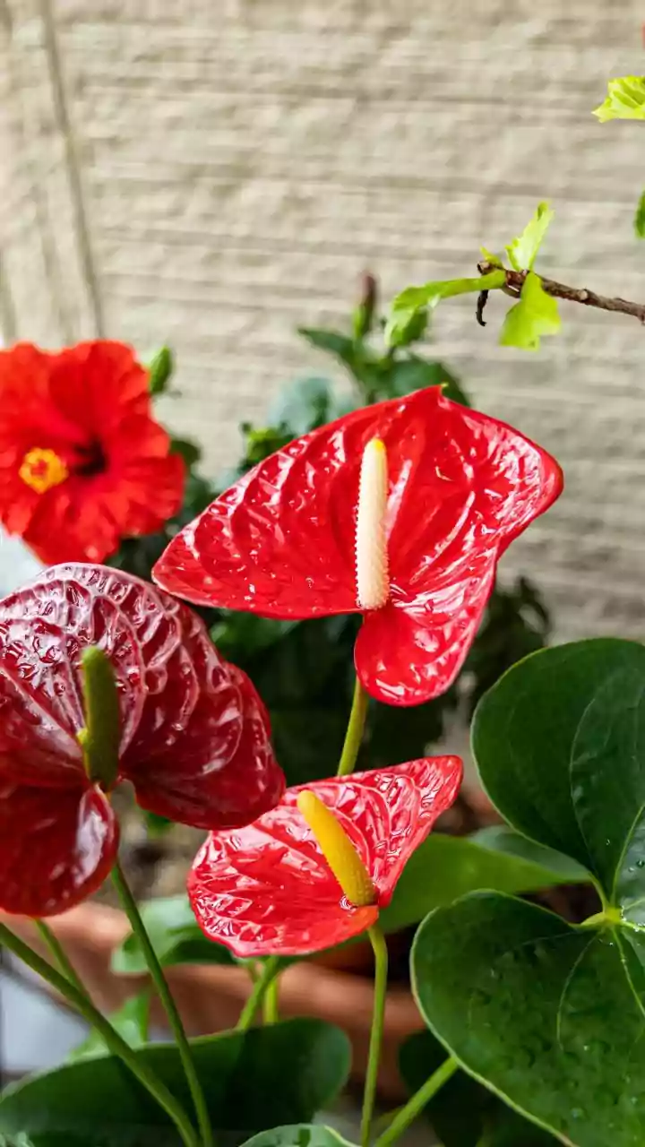 Which Balcony Plants Can Handle India's Wet Monsoon Conditions?