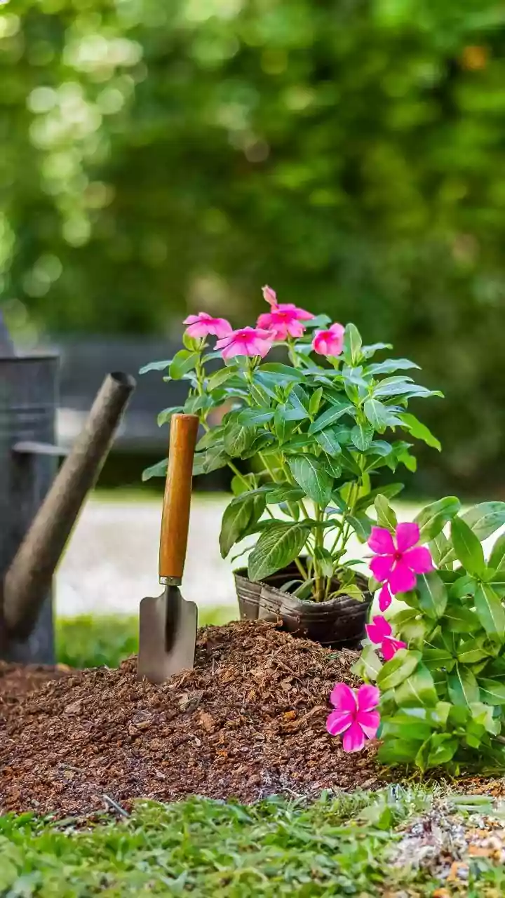 Start Gardening With These Easy Picks