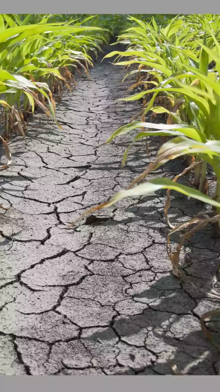 Karnataka Declares 90% Crop Loss Amid Severe Drought