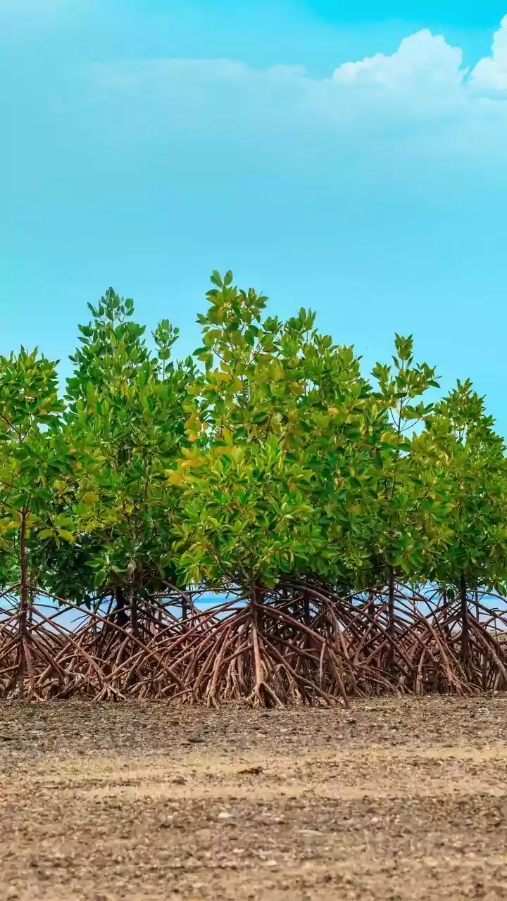 Around 200 Volunteers Celebrate Republic Day By Removing Over Two Tons Of Trash From Mangroves In Navi Mumbai