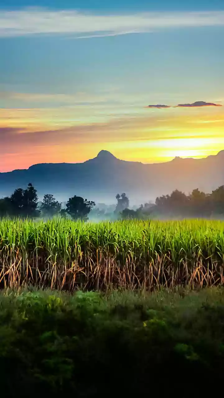 UP: Woman missing for almost a month found dead in sugarcane field in Kushinagar, lover held