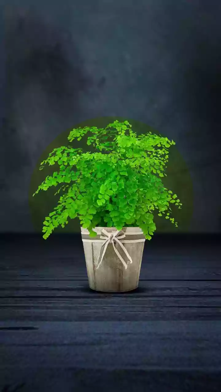 Easy Herbs To Grow On Shady Balconies During India's Rainy Months