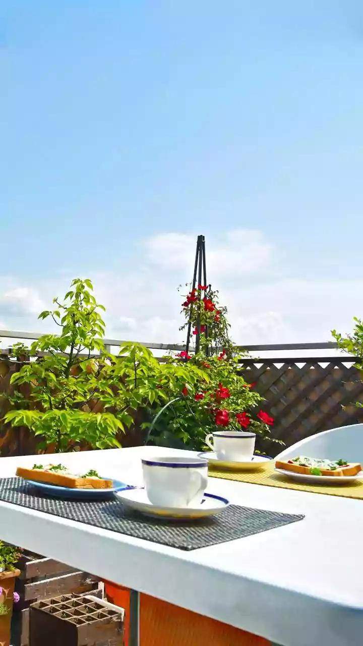 Build A Productive Balcony Herb Garden Despite Limited Sunshine This Monsoon