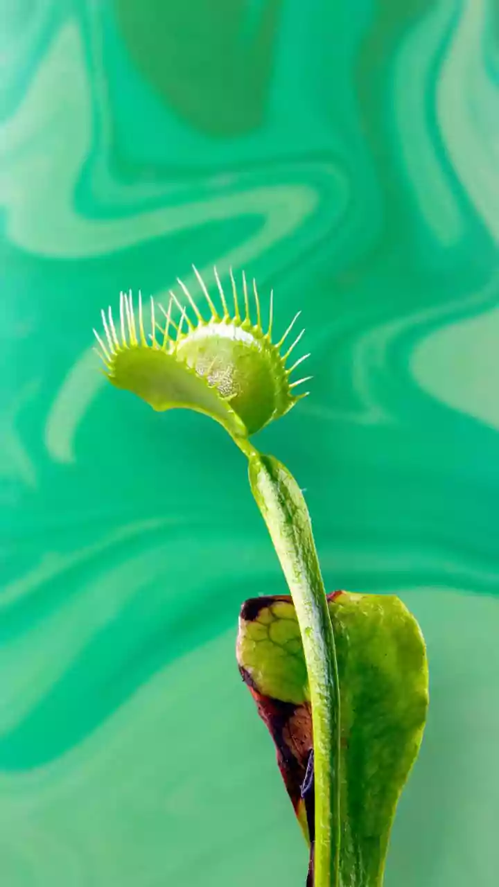 7 Amazing Carnivorous Plants: Nature's Insectivores That Feast on Prey