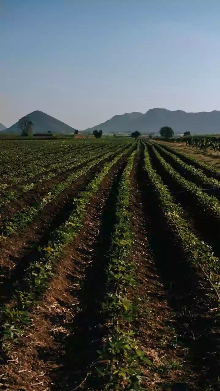 Why India May Need Low-Water Crops If El Niño Strengthens