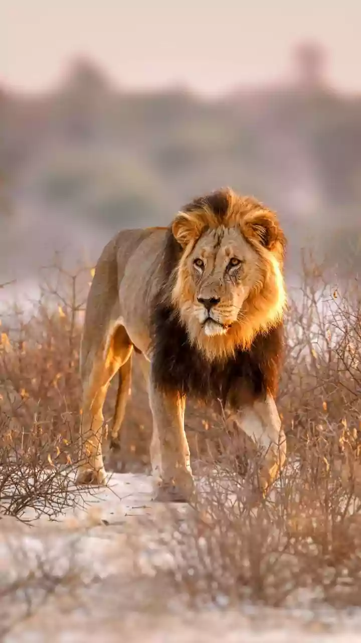 Barda Sanctuary Asiatic Lions: The Movement from Gir to Barda Explained